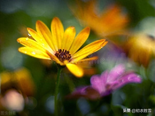 重阳节优美的诗句（满城风雨近重阳五首）