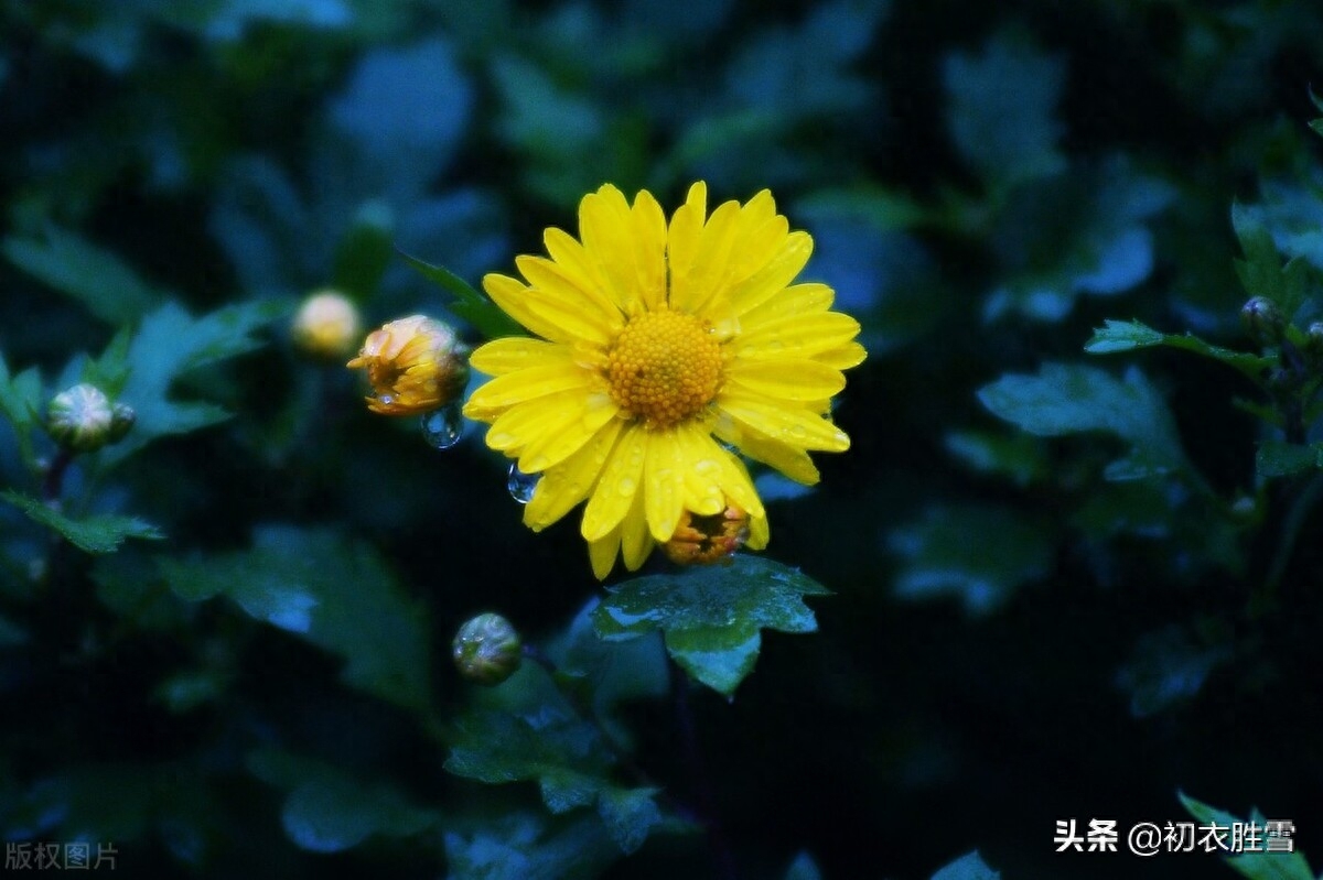 重阳节优美的诗句（满城风雨近重阳五首）