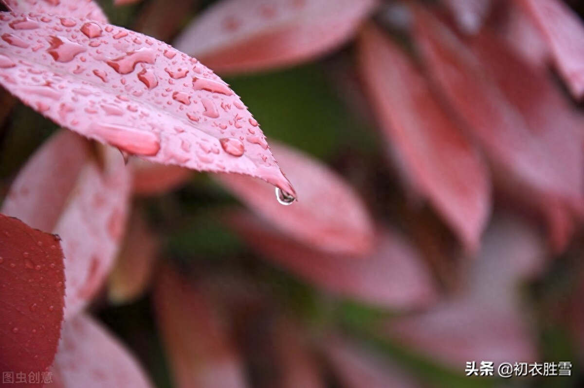 寒露唯美诗词有哪些（寒露秋花古诗五首）