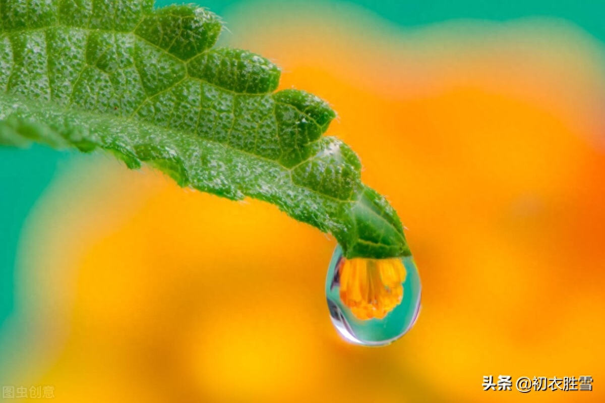 寒露节气古诗四首赏析（寒露正催黄菊晚，一林寒露紫梨繁）