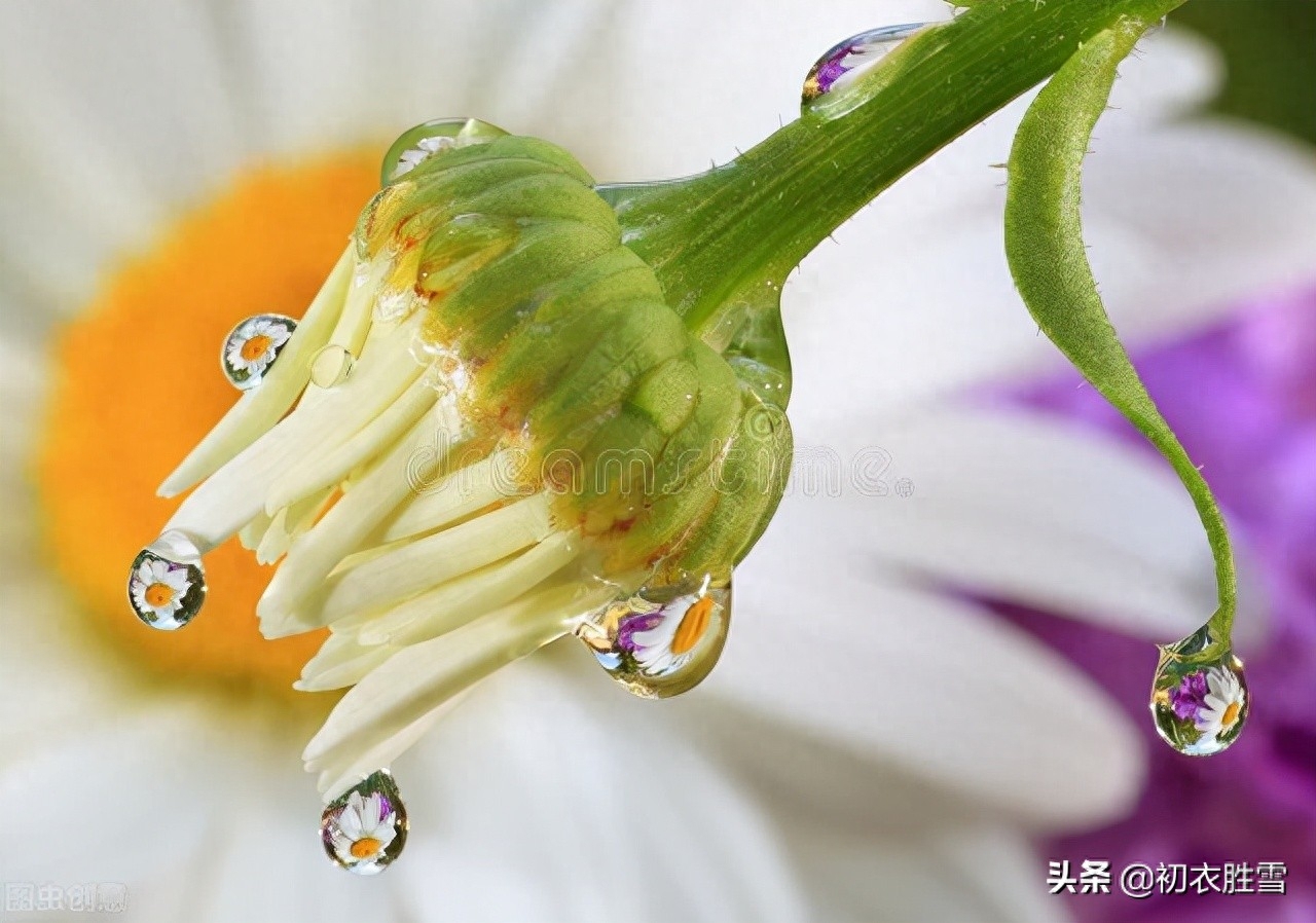 寒露节气古诗四首赏析（寒露正催黄菊晚，一林寒露紫梨繁）