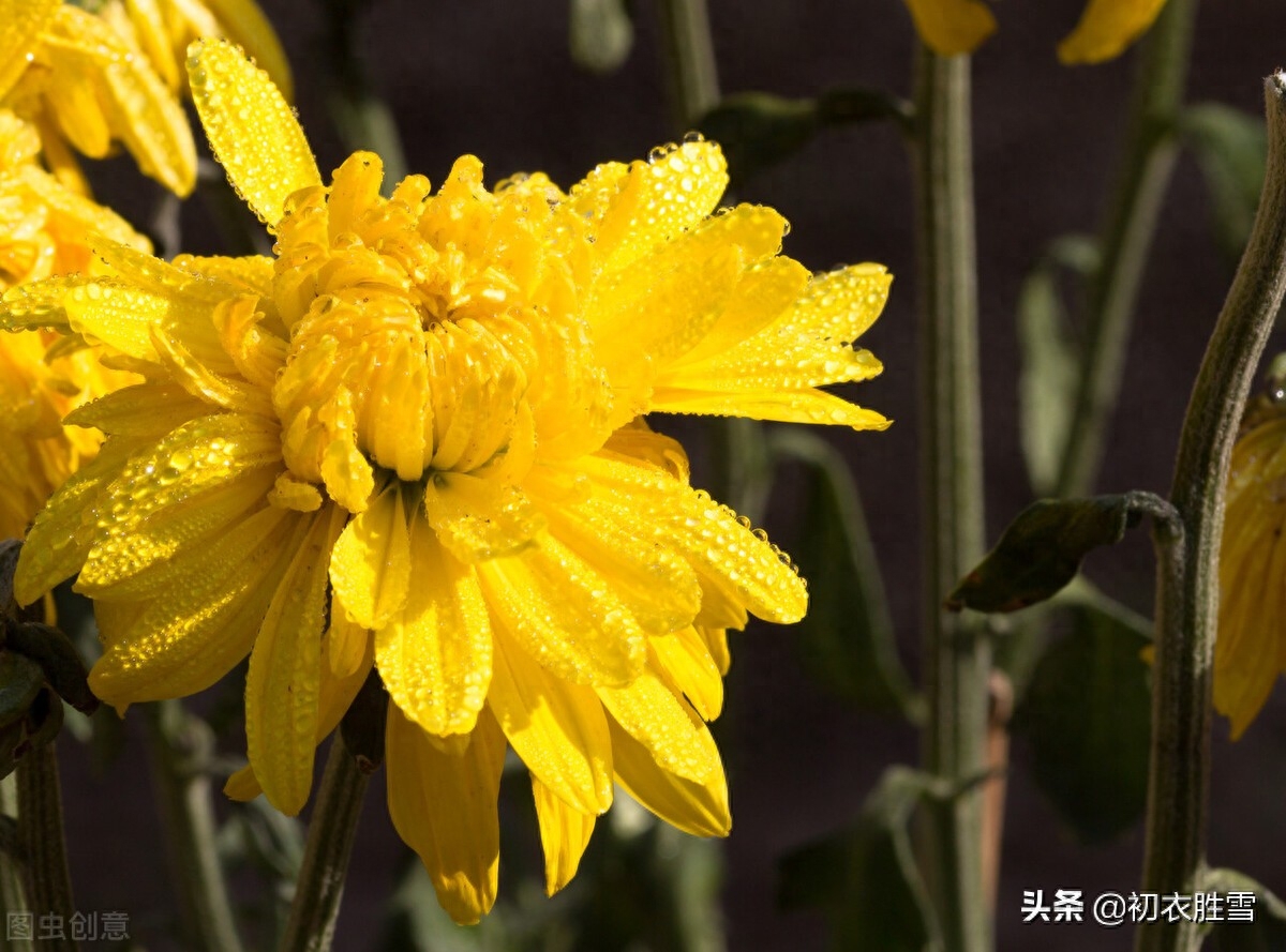 寒露节气古诗四首赏析（寒露正催黄菊晚，一林寒露紫梨繁）