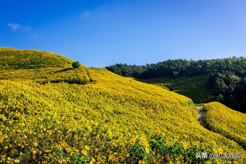 菊花唯美诗词大全（陶渊明重阳菊花诗赏读）