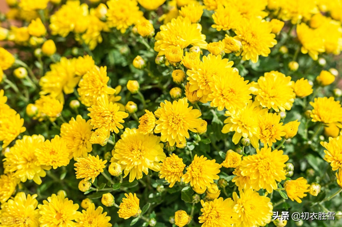 菊花唯美诗词大全（陶渊明重阳菊花诗赏读）