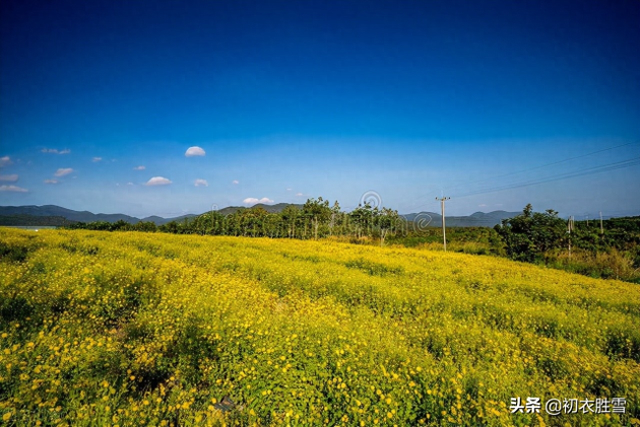 菊花唯美诗词大全（陶渊明重阳菊花诗赏读）