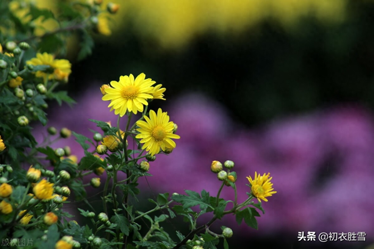 古诗词中秋对重阳五首（时间酿酒，情谊更长）