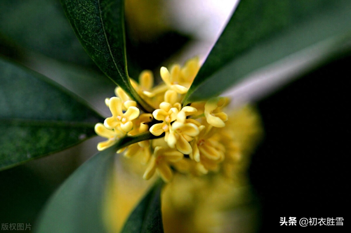 赞美桂花诗词的千古名句（杨万里桂花诗七首）