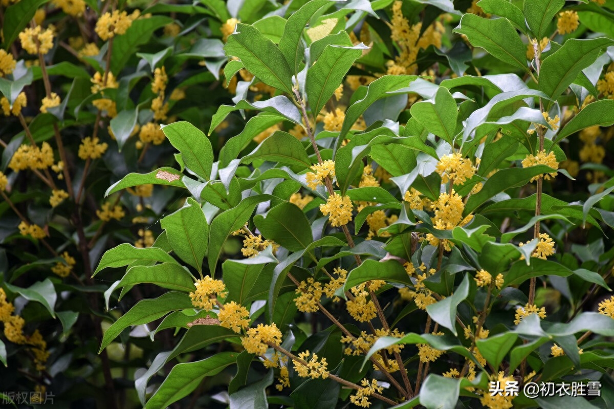 赞美桂花诗词的千古名句（杨万里桂花诗七首）