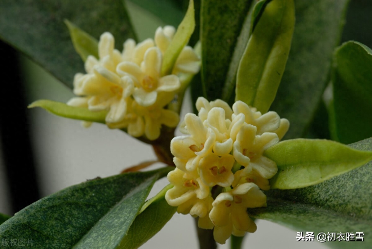 赞美桂花诗词的千古名句（杨万里桂花诗七首）