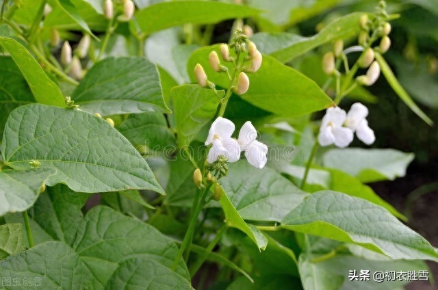 田园秋花清新豆花古诗七首（白白红红匾豆花，悠悠小蝶飞豆花）