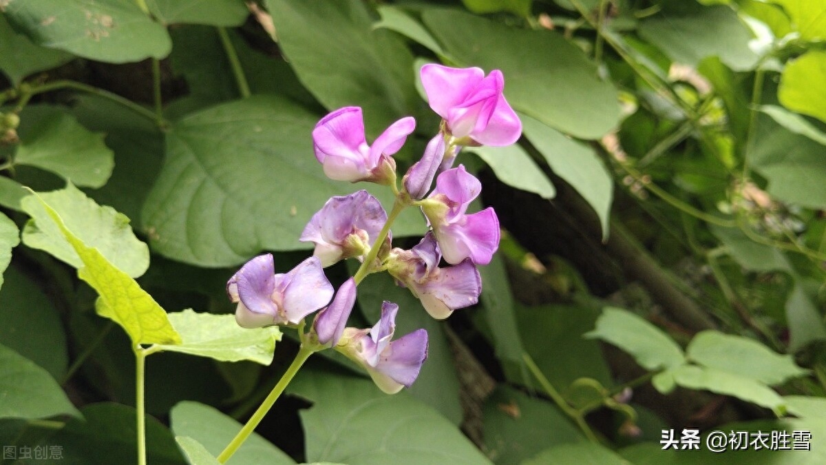 田园秋花清新豆花古诗七首（白白红红匾豆花，悠悠小蝶飞豆花）