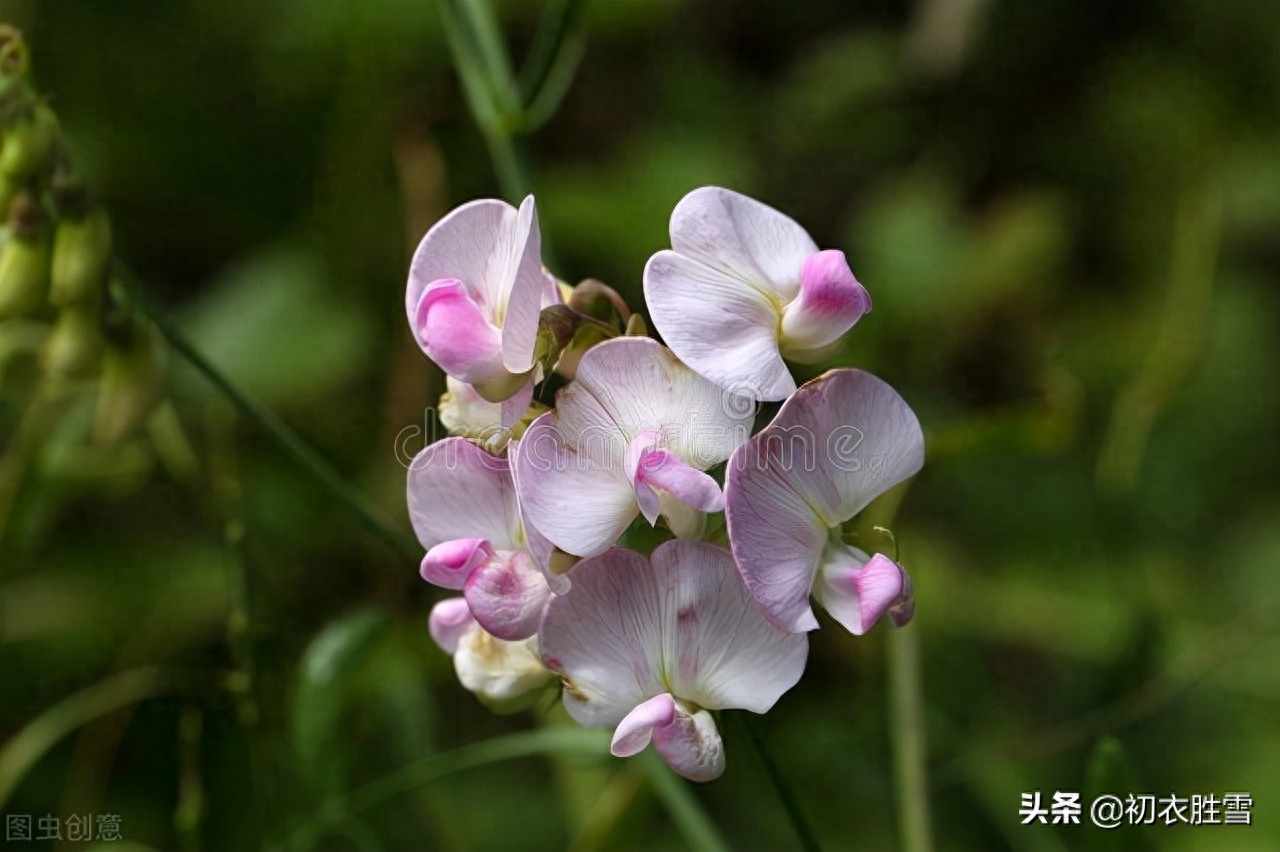 田园秋花清新豆花古诗七首（白白红红匾豆花，悠悠小蝶飞豆花）