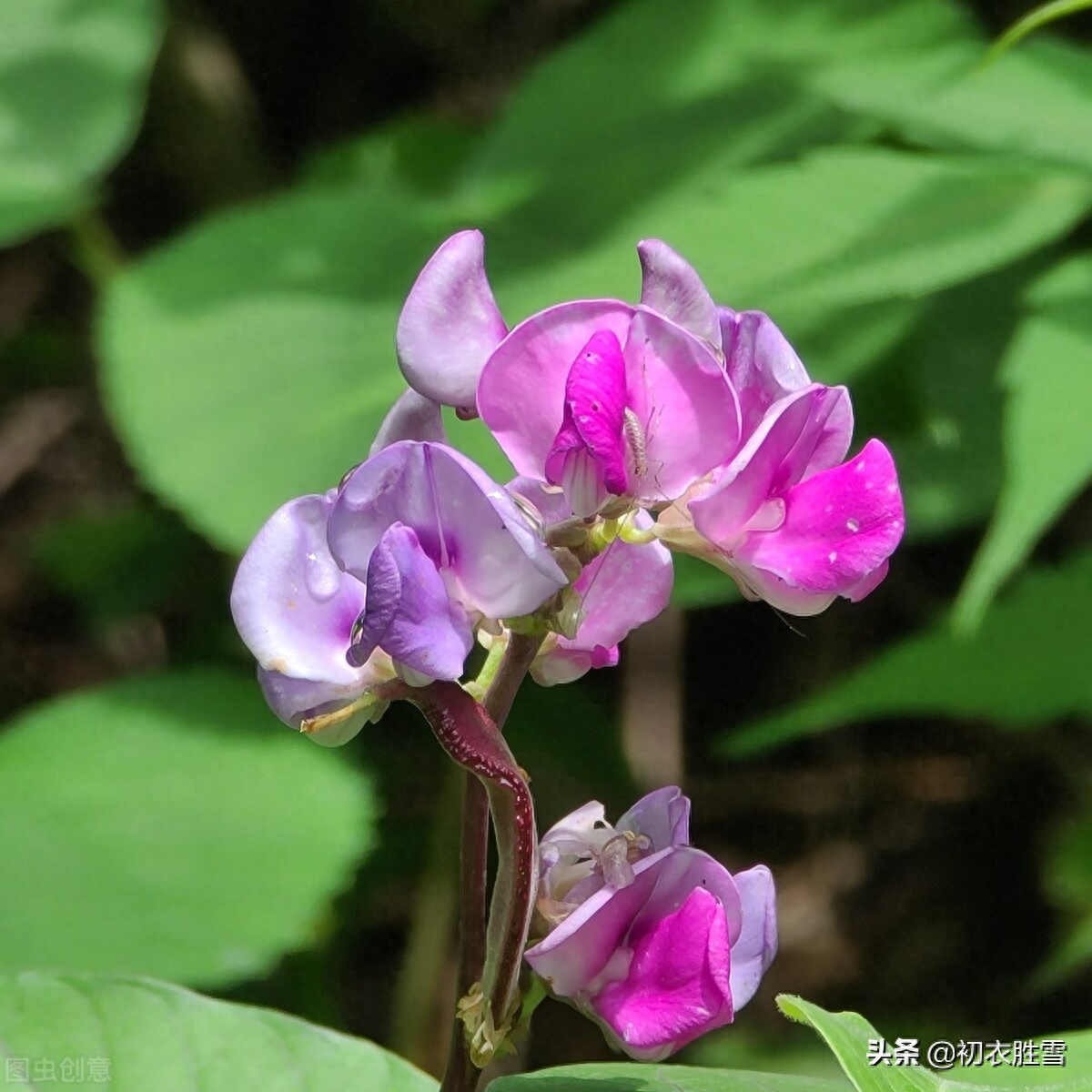 田园秋花清新豆花古诗七首（白白红红匾豆花，悠悠小蝶飞豆花）