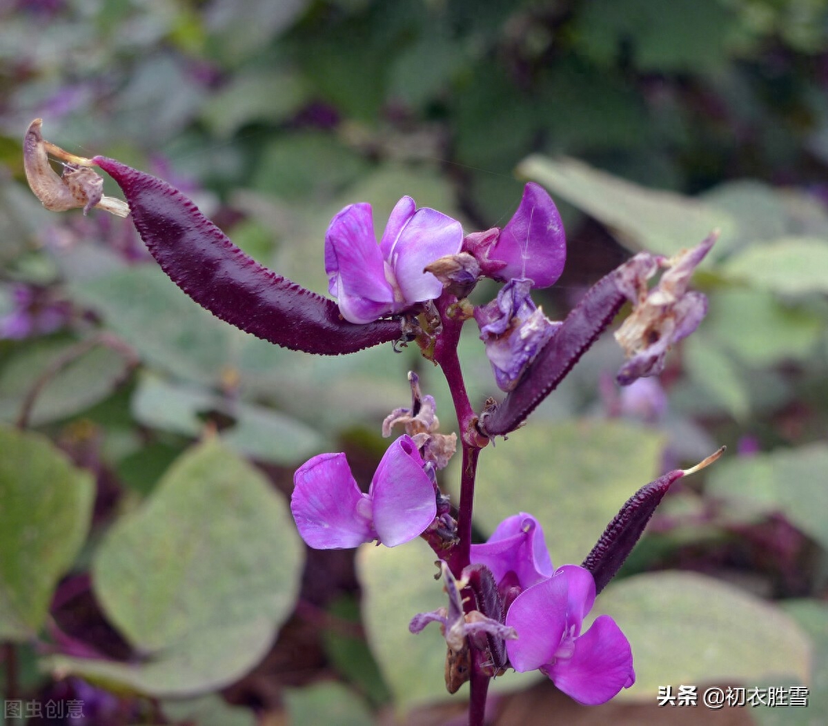 田园秋花清新豆花古诗七首（白白红红匾豆花，悠悠小蝶飞豆花）