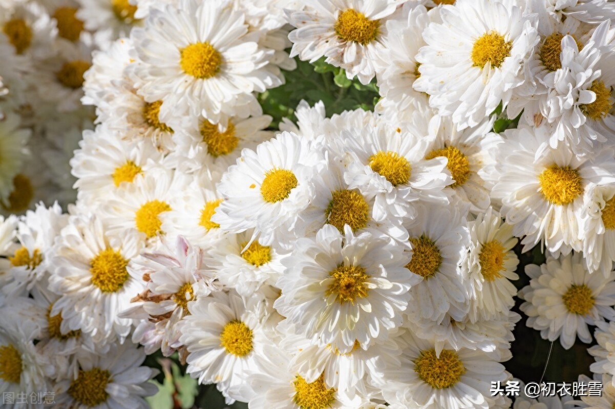 菊花诗词古句有哪些（晚秋白菊美诗七首）