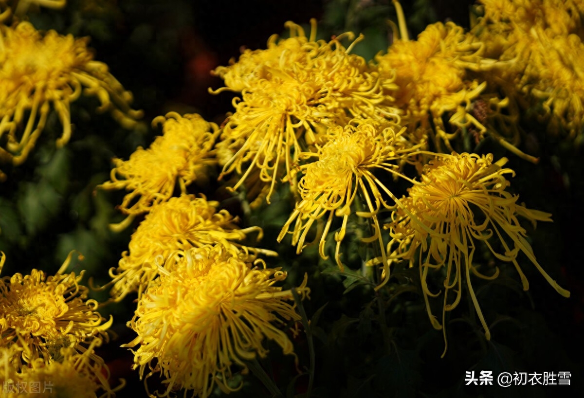 重阳节菊花优美诗词九首（九日重阳节，开门有菊花）