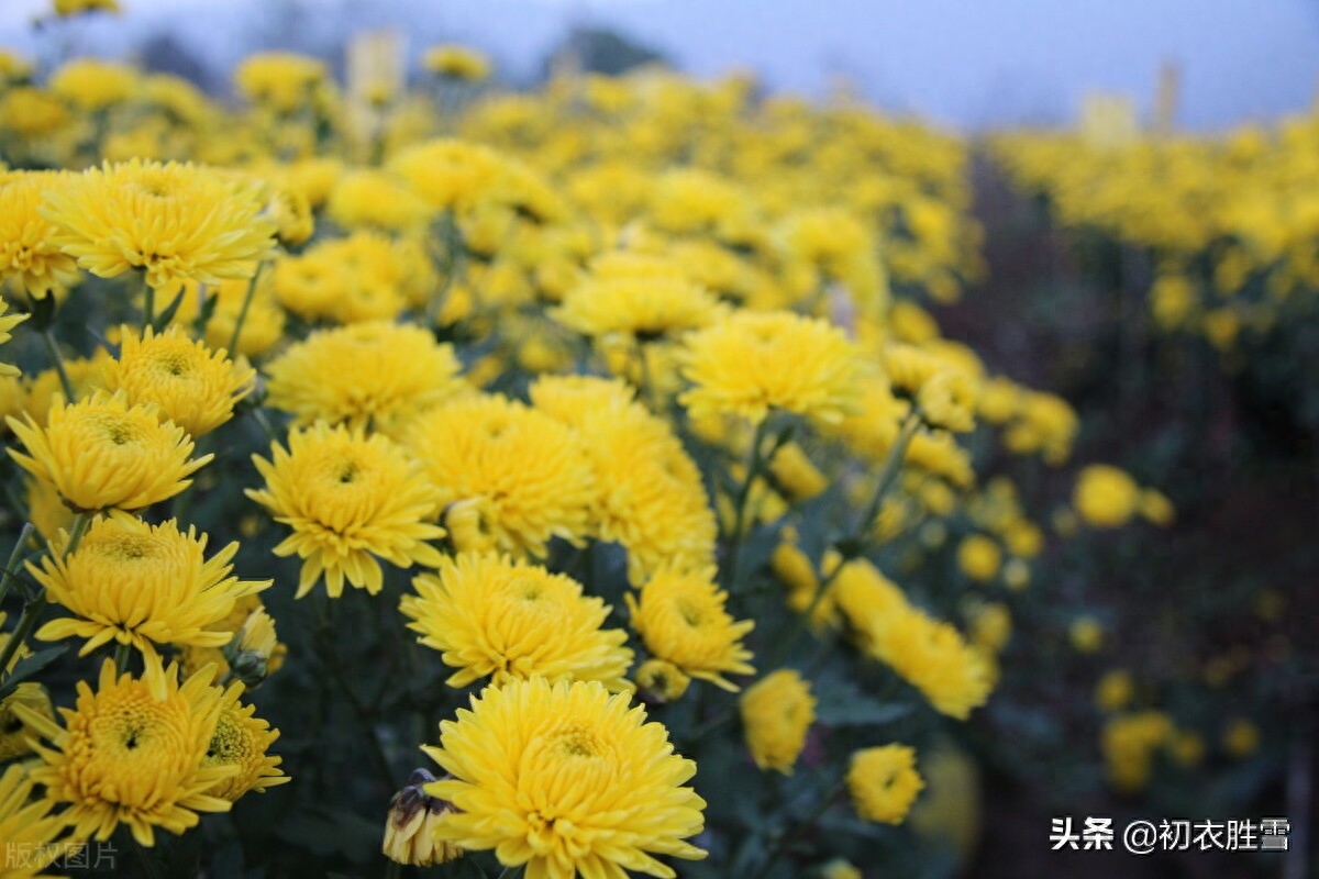 重阳节菊花优美诗词九首（九日重阳节，开门有菊花）