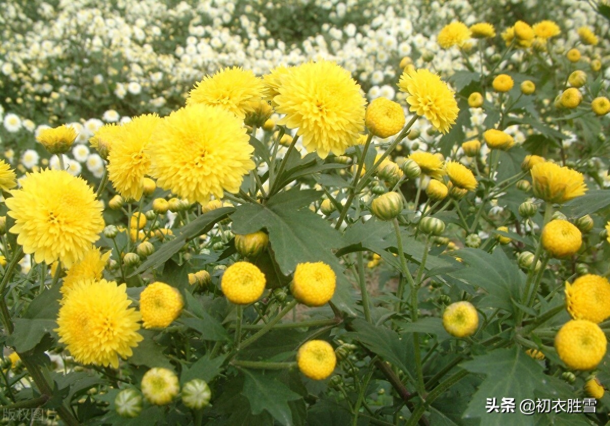 重阳节菊花优美诗词九首（九日重阳节，开门有菊花）