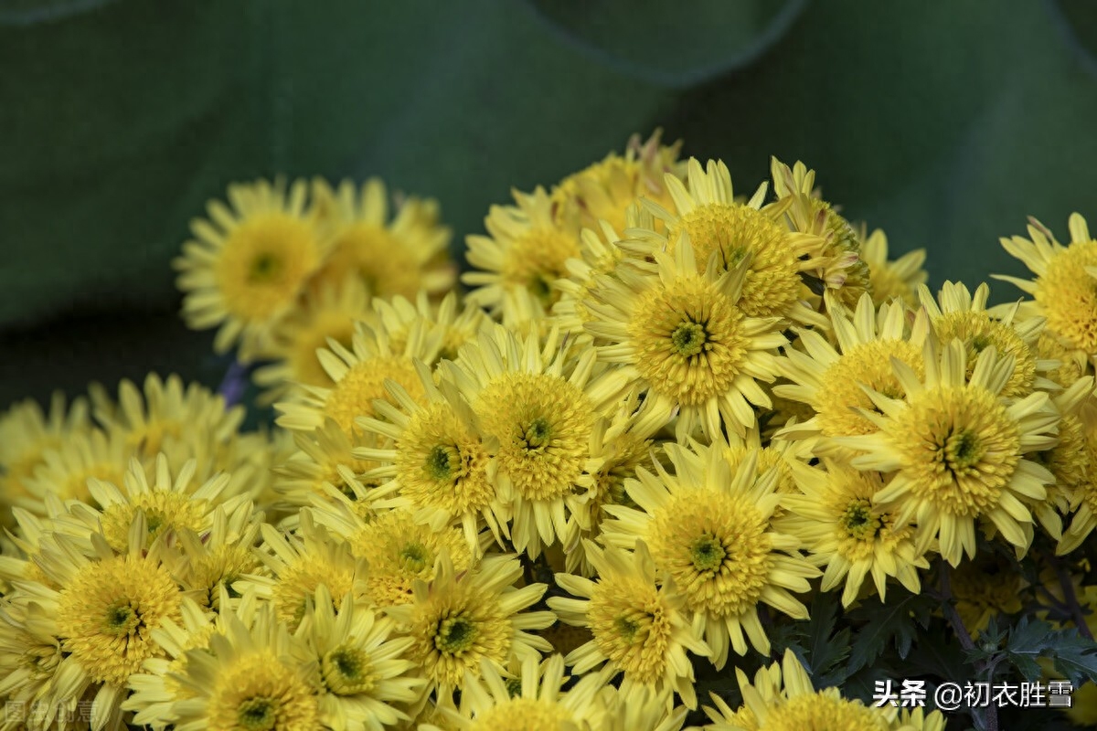 重阳节菊花优美诗词九首（九日重阳节，开门有菊花）