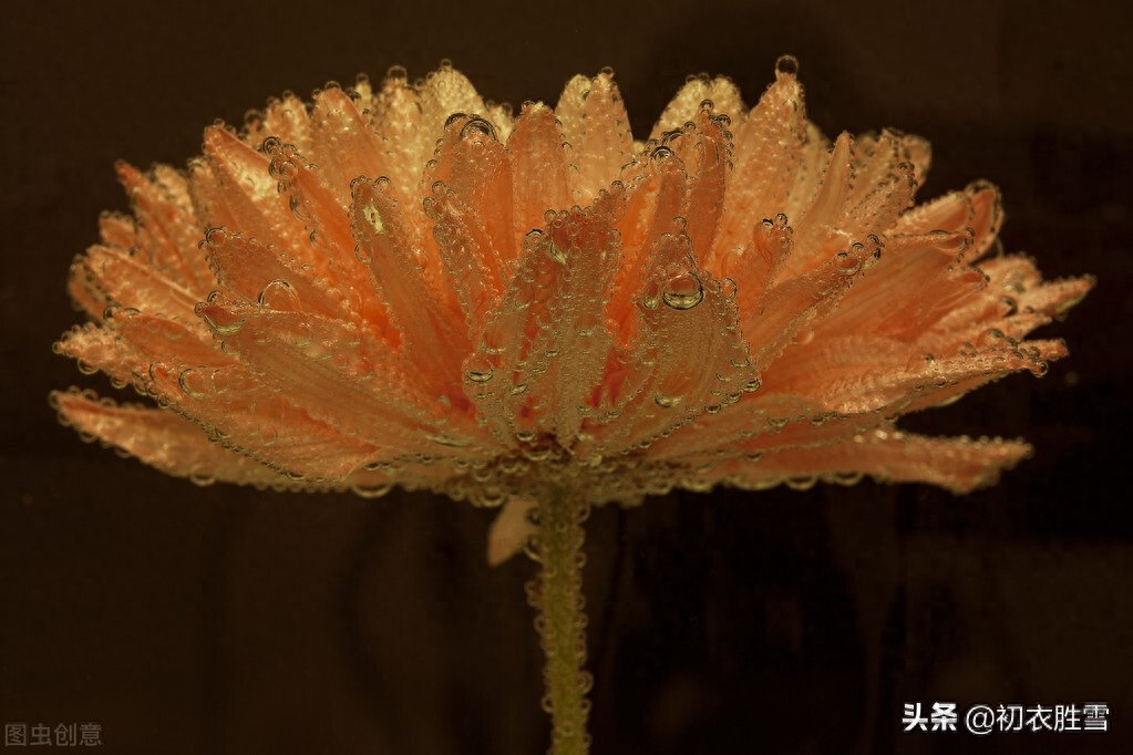 重阳节诗词古句精选（满城风雨近重阳五首）