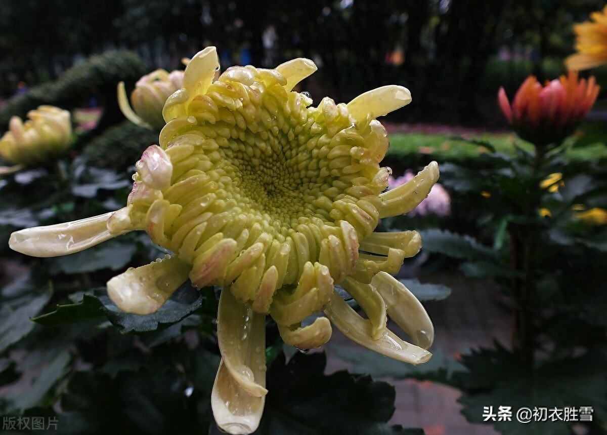 重阳节诗词古句精选（满城风雨近重阳五首）