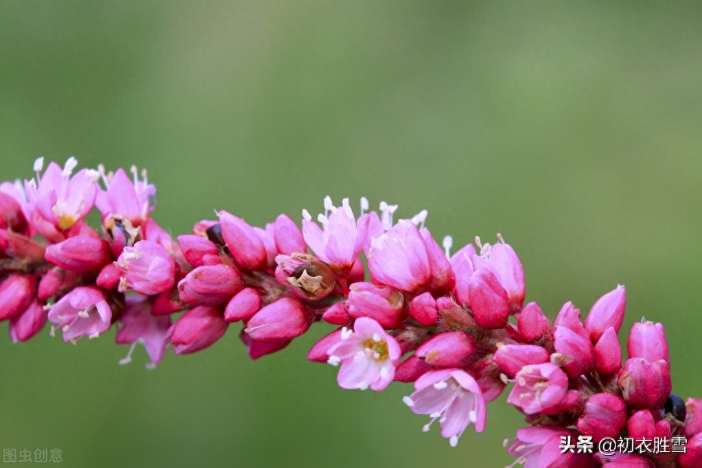 寒露诗词古句有哪些（寒露节气清新美诗五首）