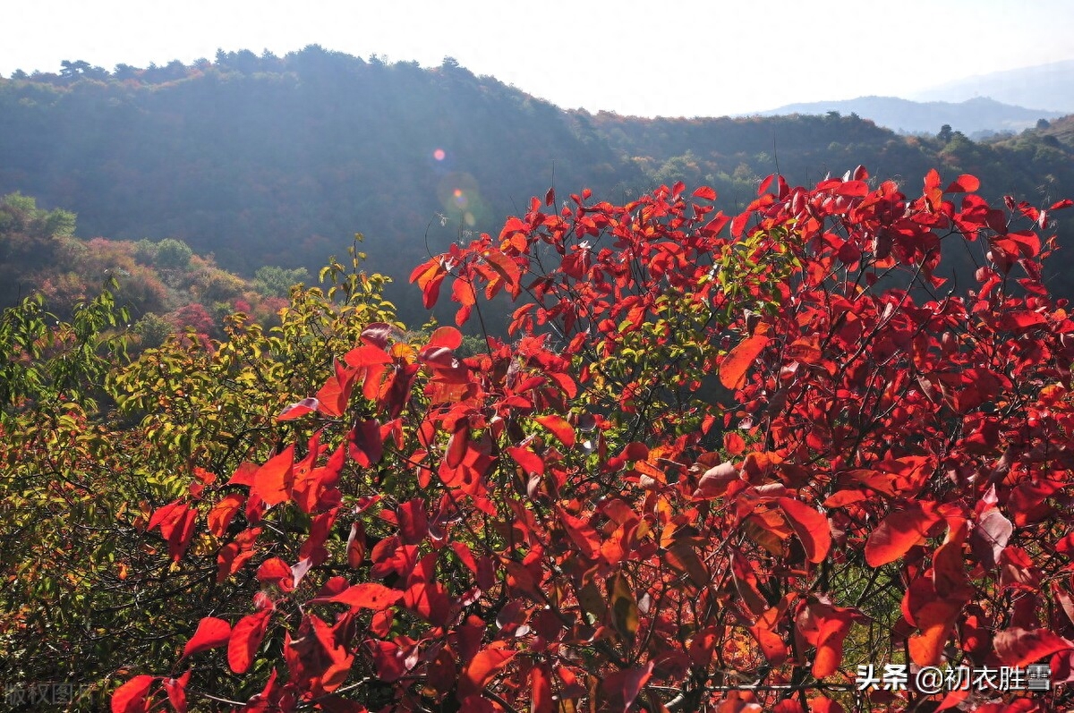 红叶诗词古句大全（晚秋明丽红叶唐诗四首）