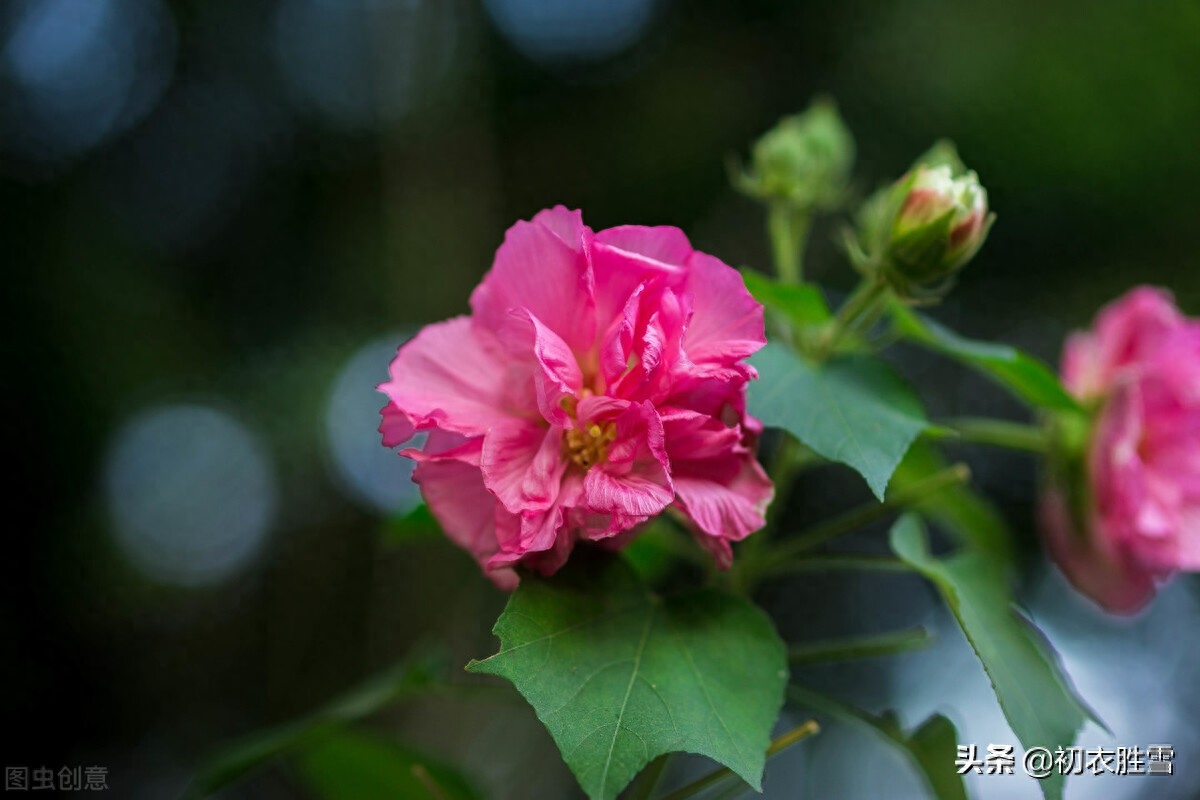 芙蓉唯美诗词有哪些（秋花木芙蓉唐诗五首）