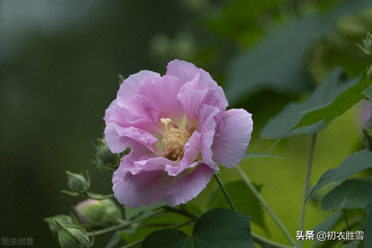 芙蓉唯美诗词有哪些（秋花木芙蓉唐诗五首）