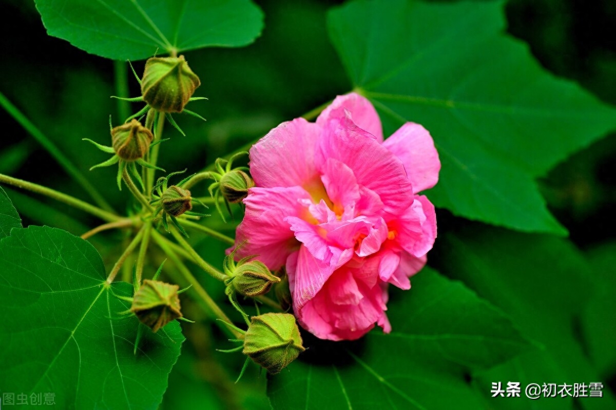 芙蓉唯美诗词有哪些（秋花木芙蓉唐诗五首）