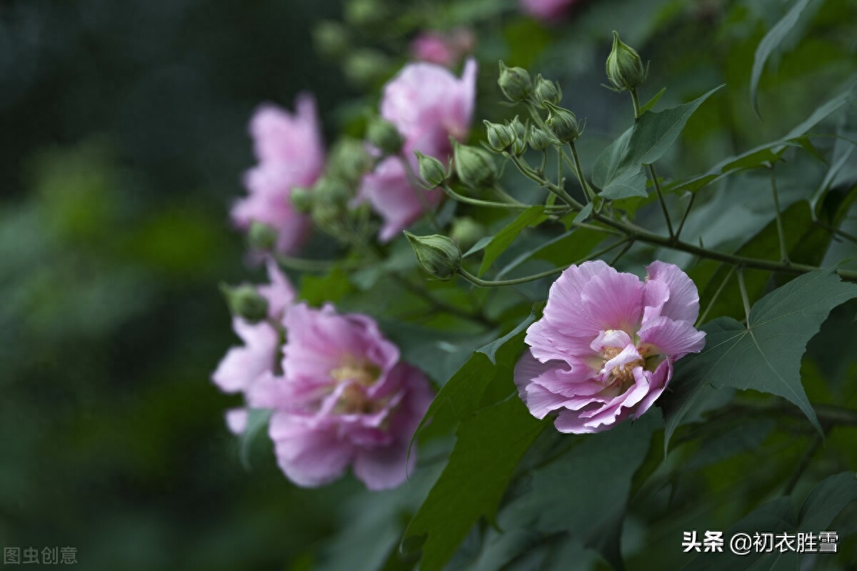 芙蓉唯美诗词有哪些（秋花木芙蓉唐诗五首）