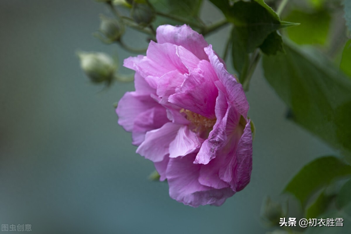 芙蓉唯美诗词有哪些（秋花木芙蓉唐诗五首）