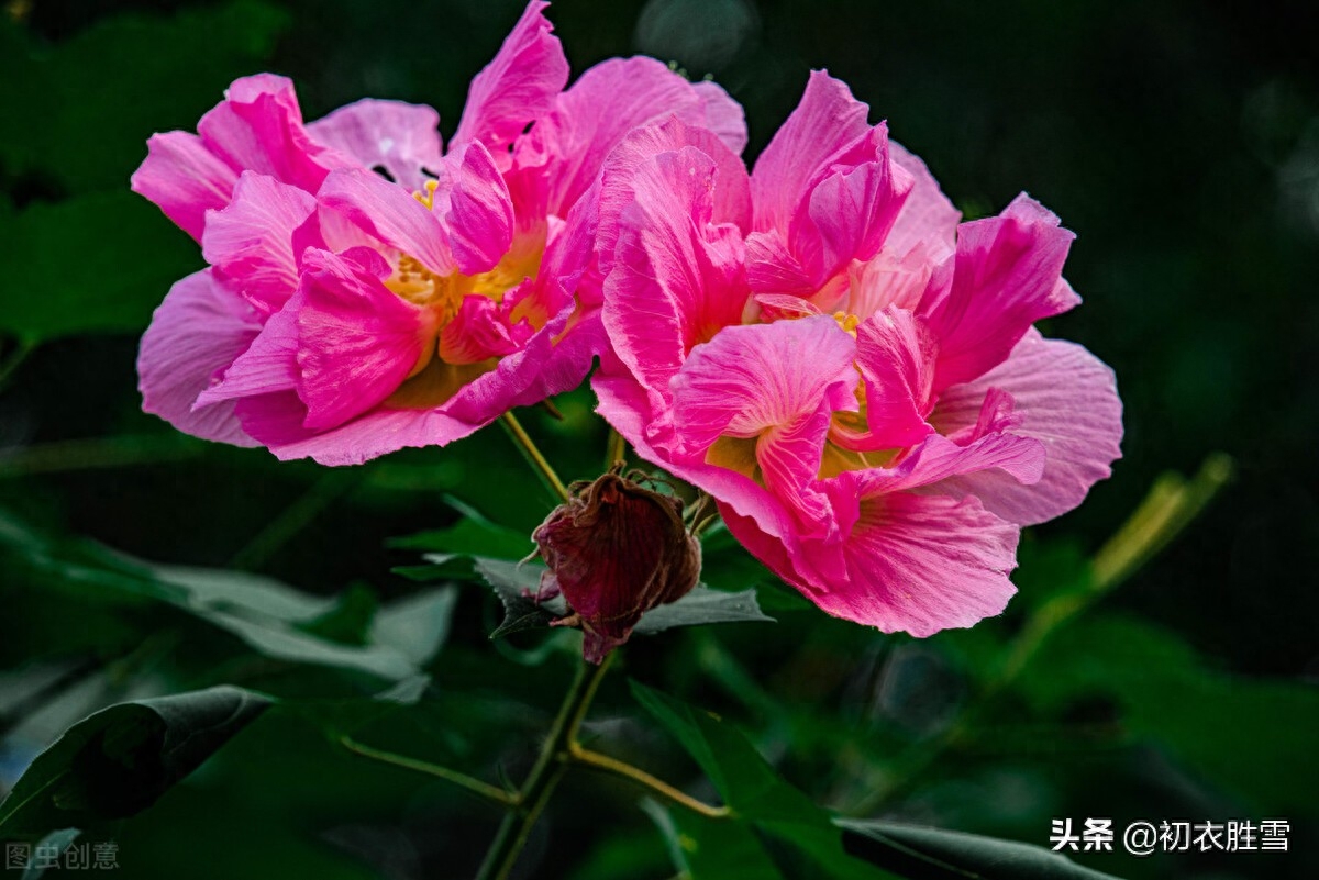 芙蓉唯美诗词有哪些（秋花木芙蓉唐诗五首）