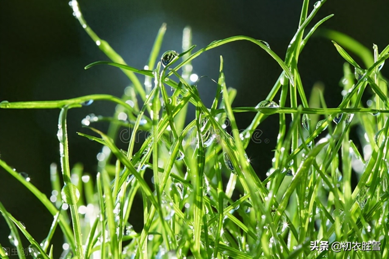 白露唯美诗词名句（白露节气白露古诗五首）