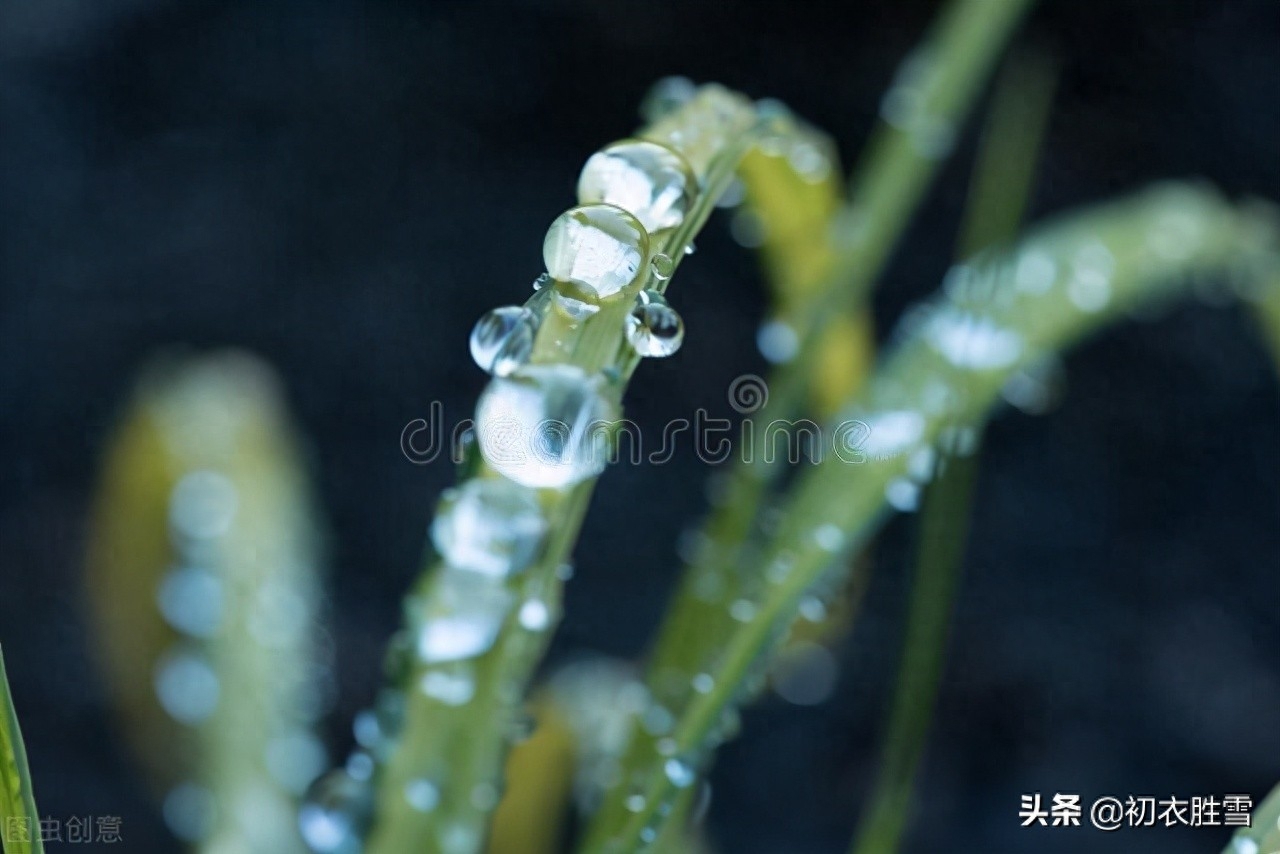 二十四节气之白露古诗六首（天高白露下，露从今夜白）