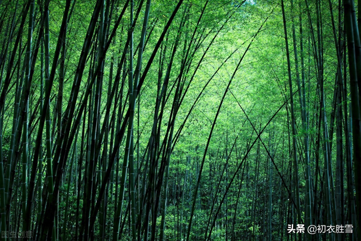 二十四节气之白露古诗六首（天高白露下，露从今夜白）