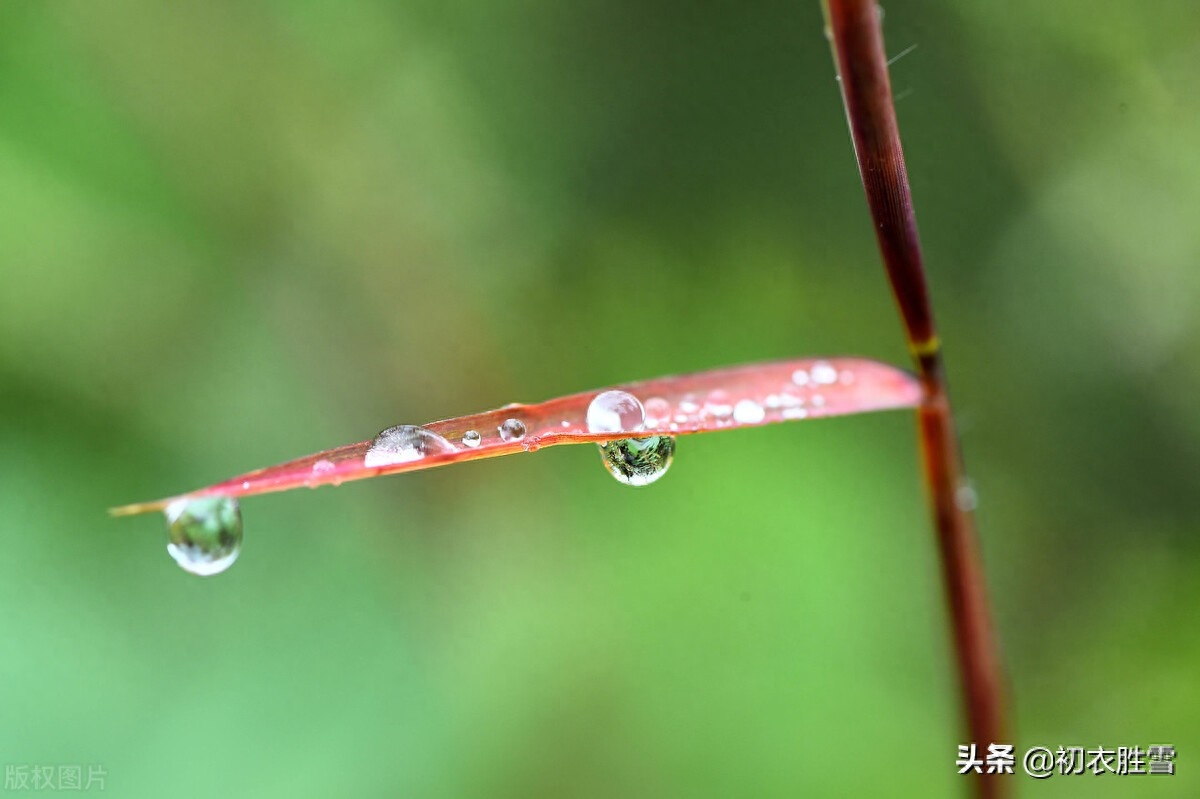 白露沾野草，时节忽复易（关于唯美白露古诗六首）