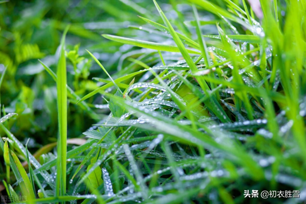 白露沾野草，时节忽复易（关于唯美白露古诗六首）