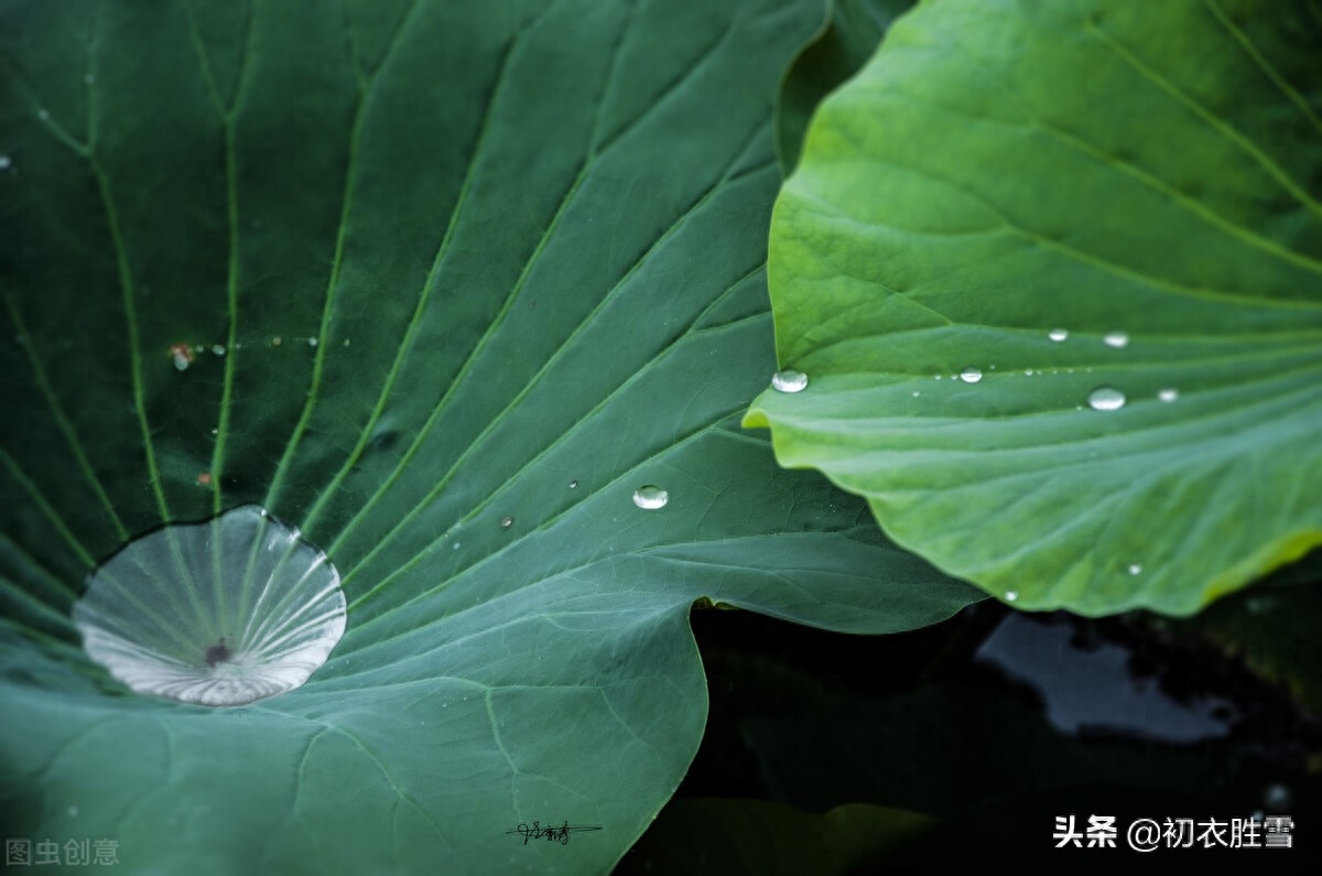 早秋唯美荷露四首（秋荷一滴露，荡漾圆复碎）