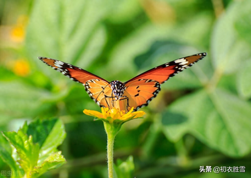 早秋怀人相思诗词六首（秋草秋蛾飞，相思愁落晖）