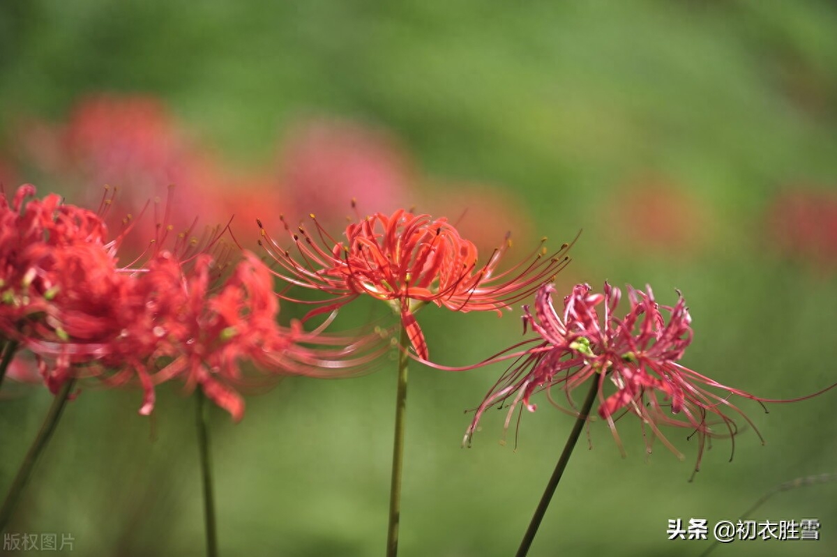 诗意秋草红花三首古诗词（满地红心草，凄美彼岸花）