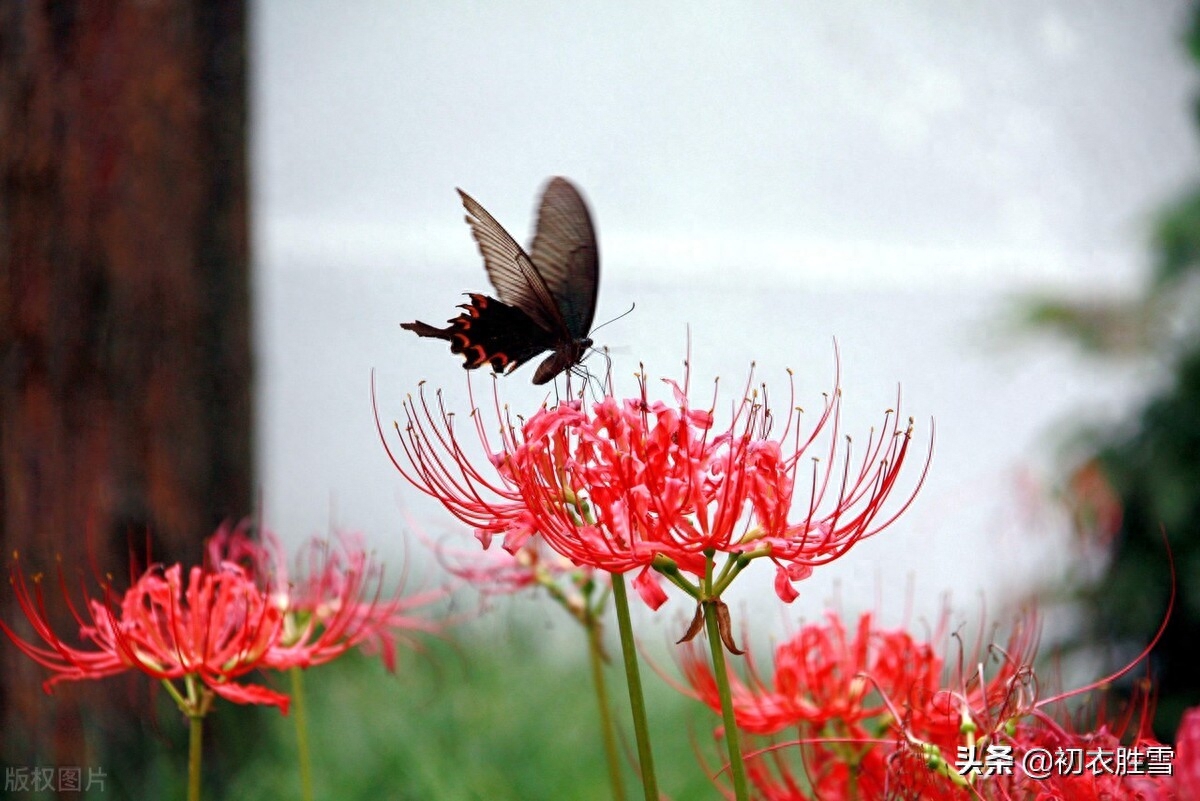 诗意秋草红花三首古诗词（满地红心草，凄美彼岸花）