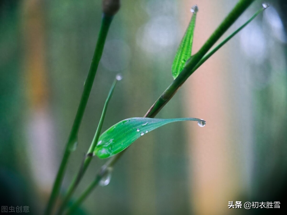 早秋秋雨美诗五首赏析（江湖经一雨，日月换新秋）