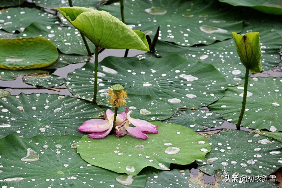 早秋听雨唯美诗词大全（一夜雨声凉到梦，要听棋声杂雨声）