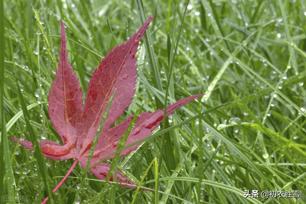 早秋听雨唯美诗词大全（一夜雨声凉到梦，要听棋声杂雨声）