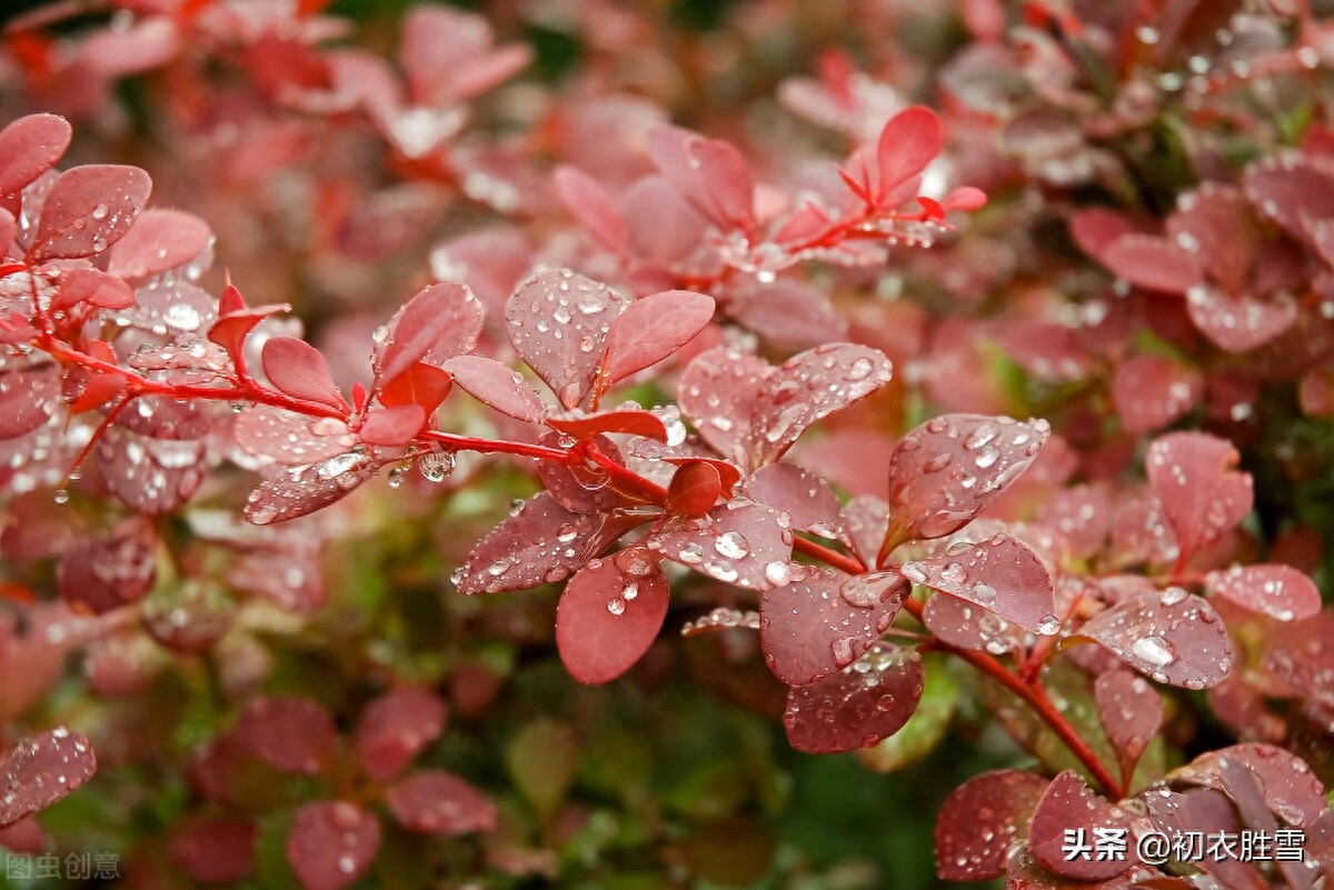 早秋听雨唯美诗词大全（一夜雨声凉到梦，要听棋声杂雨声）