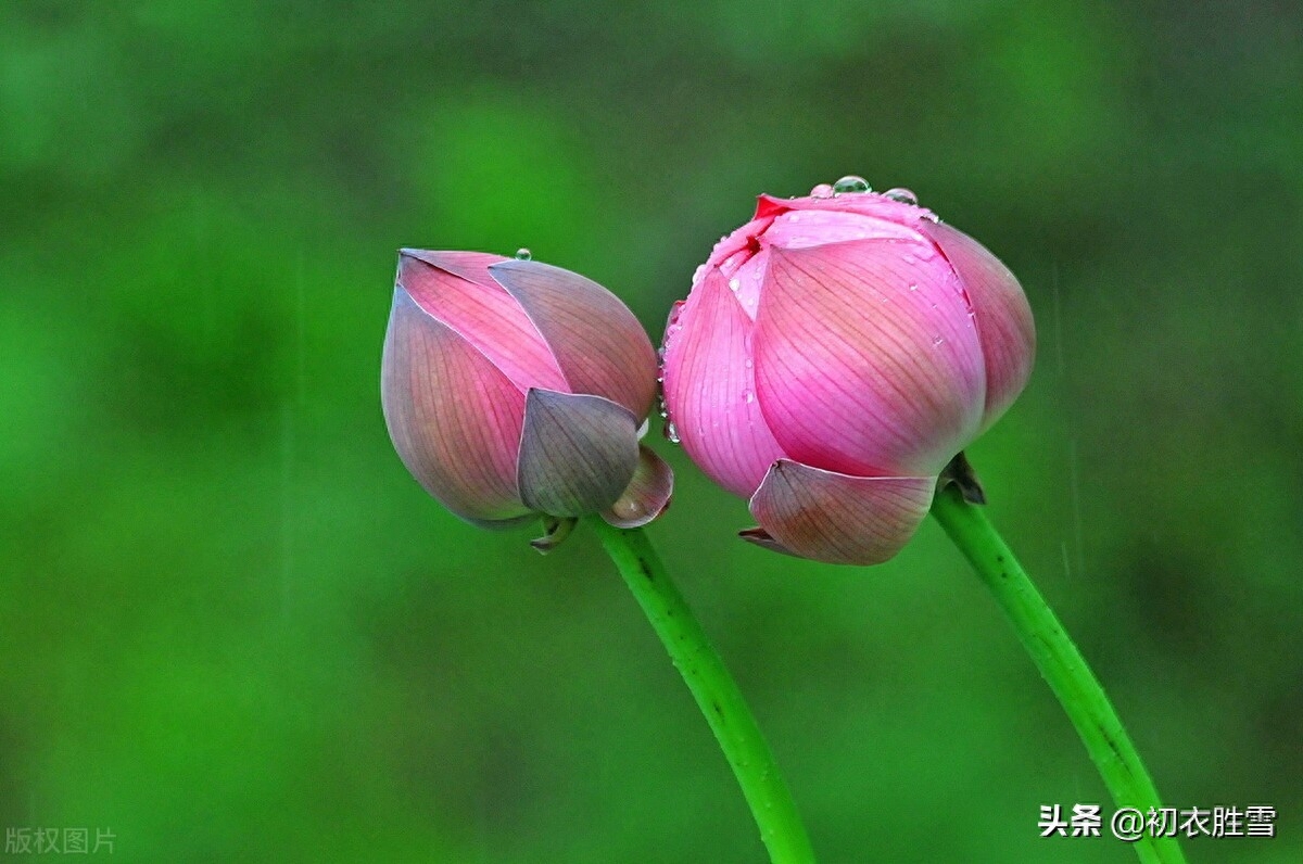 早秋听雨唯美诗词大全（一夜雨声凉到梦，要听棋声杂雨声）