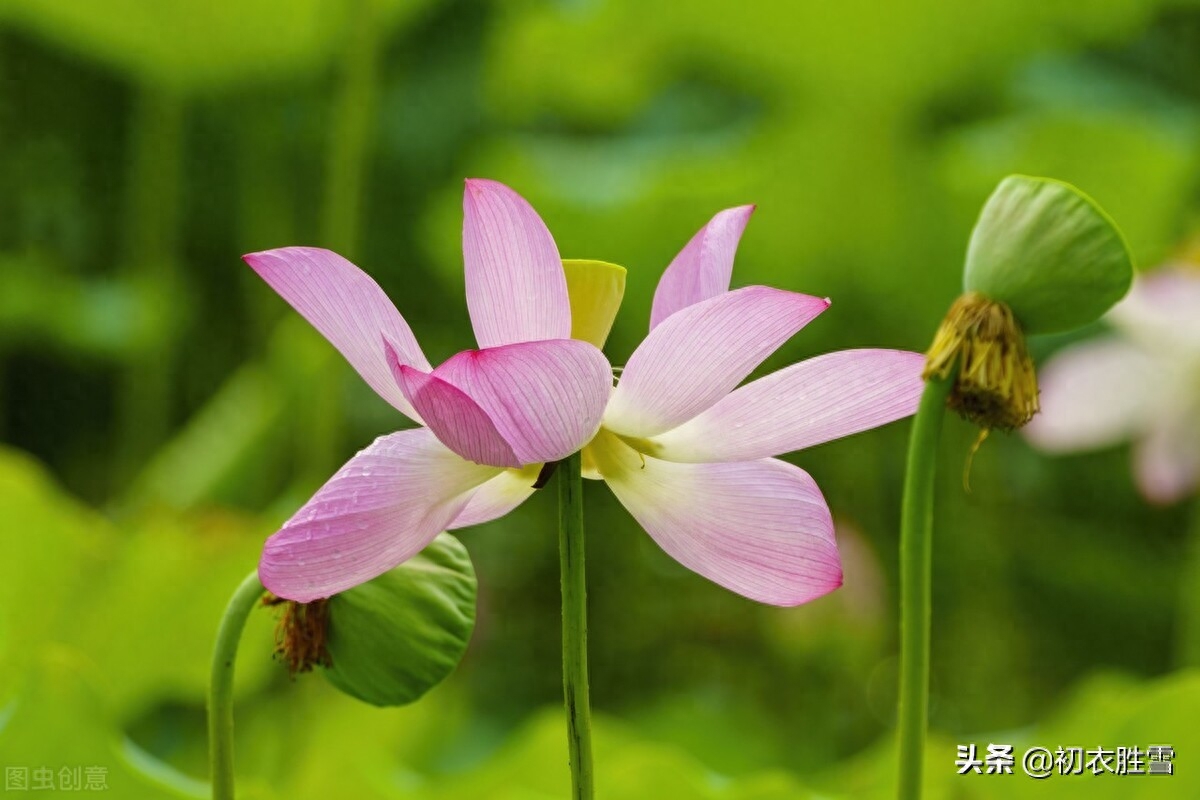 秋荷红衣美诗六首（荷花万顷照红衣，水泥红衣白露秋）