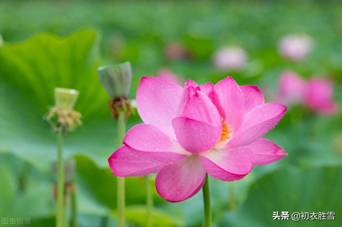 纳兰性德唯美荷花两首（一朵芙蓉著秋雨，并蒂莲花绾红妆）