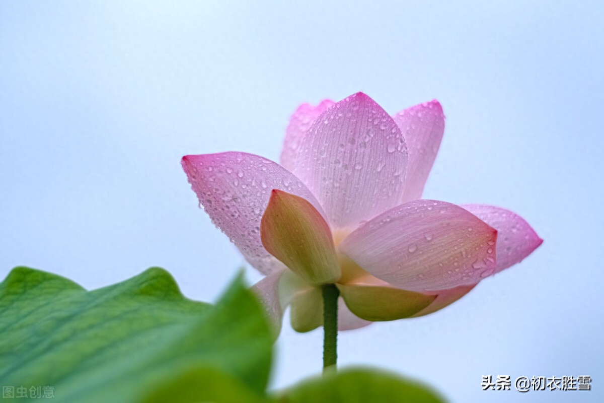 纳兰性德唯美荷花两首（一朵芙蓉著秋雨，并蒂莲花绾红妆）